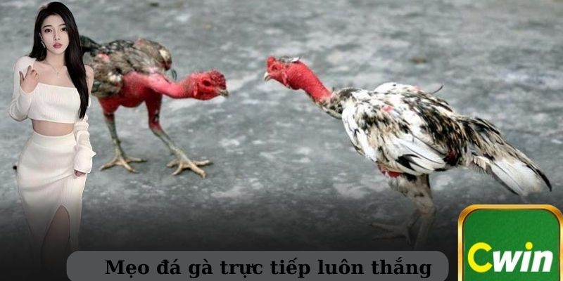 Giới thiệu sơ lược về đá gà trực tiếp có bình luận