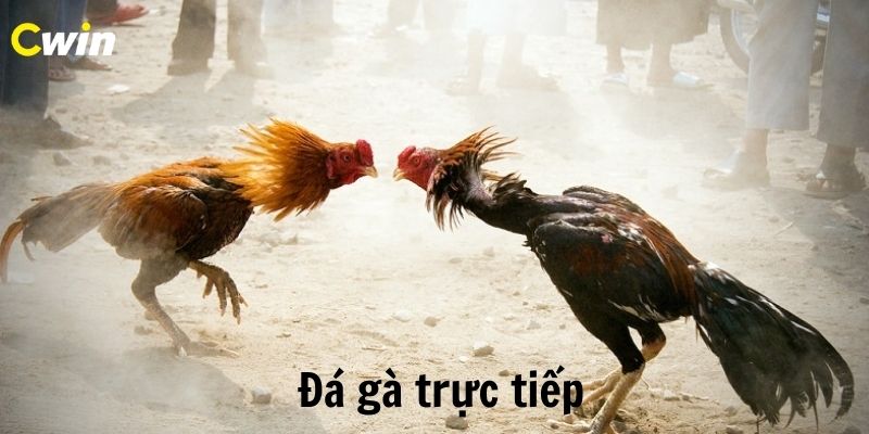 Mẹo đá gà trực tiếp có bình luận luôn thắng