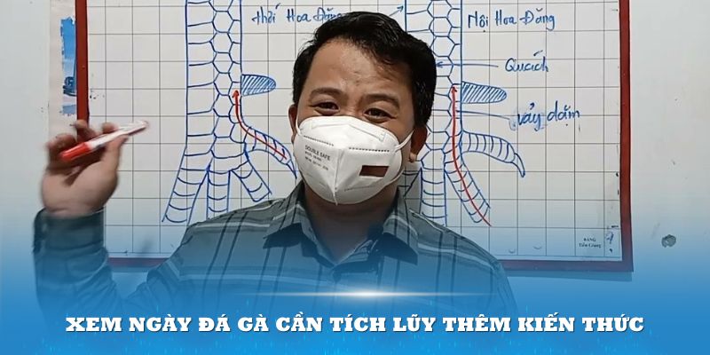 Xem ngày đá gà cần tích lũy thêm kiến thức sâu rộng về phong thủy