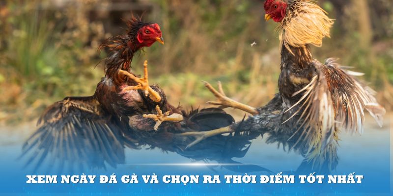 Xem ngày đá gà và chọn ra thời điểm tốt nhất để chiến thắng