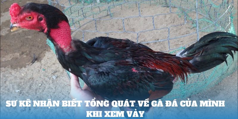 Sư kê nhận biết tổng quát về gà đá của mình khi xem vảy