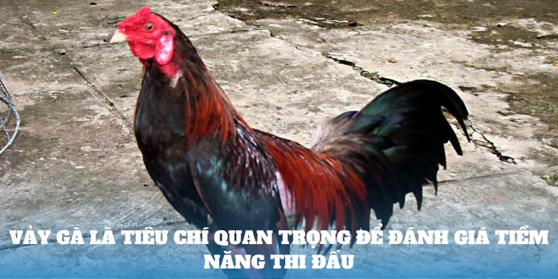 Vảy gà là tiêu chí quan trọng để đánh giá tiềm năng thi đấu